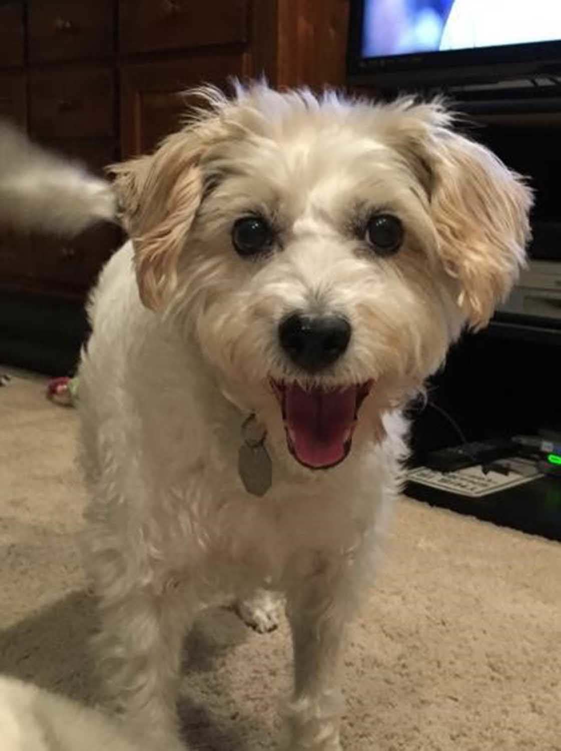 Pic of the Litter: Lucy